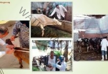بيطري الشرقية يُحصن (٣٠٦ ألف ) رأس ماشية للوقاية من مرض الحمى القلاعية 