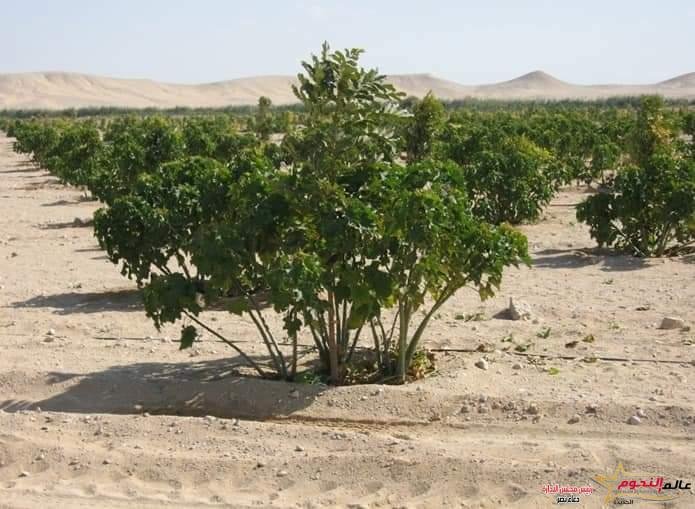 فؤاد تستعرض تقريرا حول جهود الوزارة فى تنفيذ المبادرة الرئاسية وأنشطة التشجير على مستوى محافظات الجمهورية