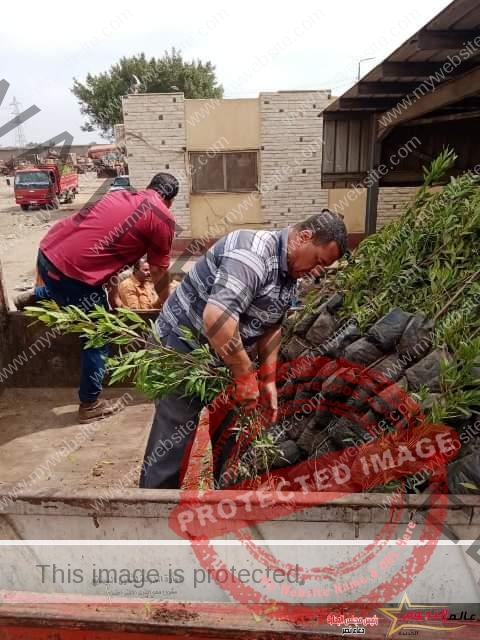 وزارتى البيئة والإنتاج الحربي تهدي محافظة الشرقية 6000 شجرة