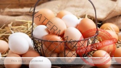 انخفاض كبير فى أسعار البيض بالأسواق