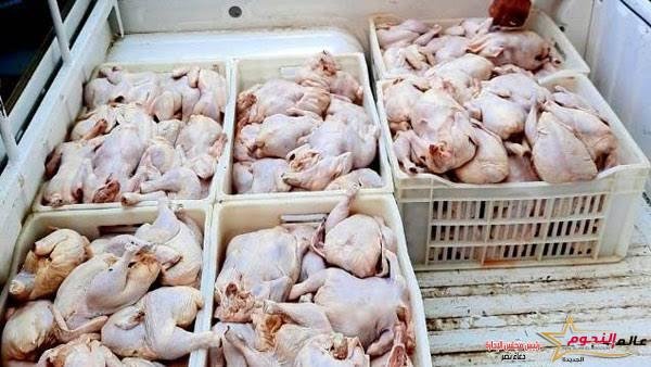 عاجل.. ضبط دواجن ولحوم مجهولة المصدر خلال حملة تموينية فى الجيزة 