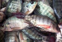 أسعار الأسماك اليوم السبت 24 يونيو 2023 في سوق العبور