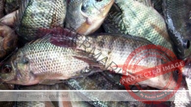 أسعار الأسماك اليوم السبت 24 يونيو 2023 في سوق العبور