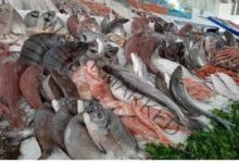 أسعار الأسماك اليوم، الثلاثاء 27 يونيو 2023.. البلطي يسجل 70 جنيهًا في سوق العبور