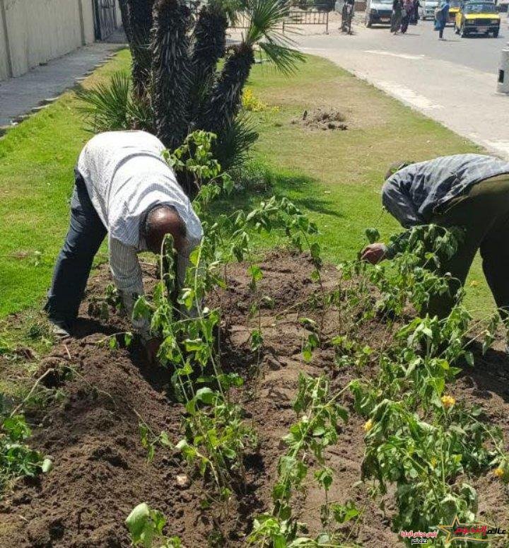 محافظ الإسكندرية: خلال أسبوعين زراعة نحو 10 آلاف شجرة مثمرة وغير مثمرة بأحياء الاسكندرية