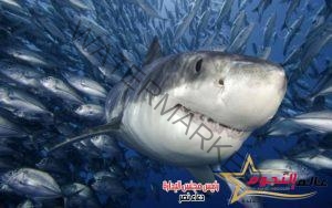 أنواع سمك القرش في البحر الأحمر