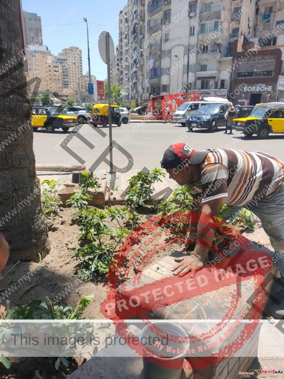 محافظ الإسكندرية: خلال أسبوعين زراعة نحو ١٠ آلاف شجرة مثمرة وغير مثمرة بأحياء الاسكندرية