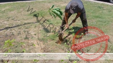 محافظ الإسكندرية: زراعة نحو ١٣٨ ألف شجرة مثمرة وغير مثمرة بأحياء الاسكندرية منذ بداية تنفيذ المبادرة