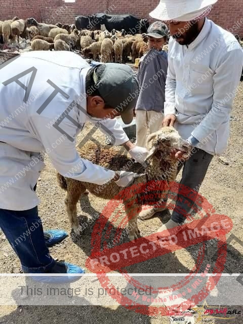 بيطري الشرقية ينتهى من تحصين (٢٤٨ ألف و ١٣٩ ) رأس ماشية للوقاية من مرضى الحمى القلاعية و حمى الوادي المتصدع