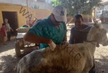 «الزراعة» تطلق قافلة بيطرية لعلاج مواشي صغار المربين مجانا في محافظة القليوبية