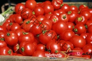 أسعار الخضراوات فى الأسواق اليوم.. الطماطم تسجل 6 جنيهات