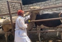 بيطري الشرقية ينتهي من تحصين (٥١١ ألف و ٥١٠ ) رأس ماشية للوقاية ضد مرضي الحمى القلاعية و حمى الوادي المتصدع 