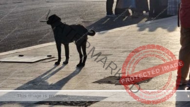 هجوم كلب مسعور على طفلة بكورنيش النيل بـ أسوان