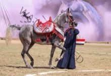 انطلاق مسابقات تراث وأدب الخيل بأرض الفروسية بمدينة بلبيس