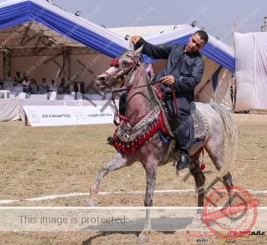 انطلاق مسابقات تراث وأدب الخيل بأرض الفروسية بمدينة بلبيس