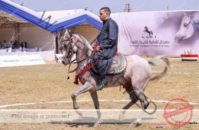 انطلاق مسابقات تراث وأدب الخيل بأرض الفروسية بمدينة بلبيس