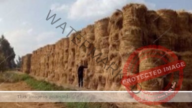 الزراعة :منظومة تدوير قش الأرز نجحت في جمع مليون و703 ألف طن