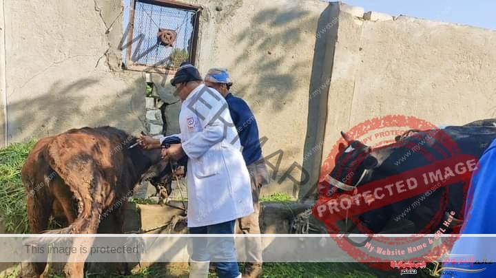 بيطري الشرقية: تحصين (٦٤٢ ألف و ٣٢) رأس ماشية ضد مرض الحمى القلاعية خلال الإسبوع الثامن من الحملة القومية الثالثة للتحصين