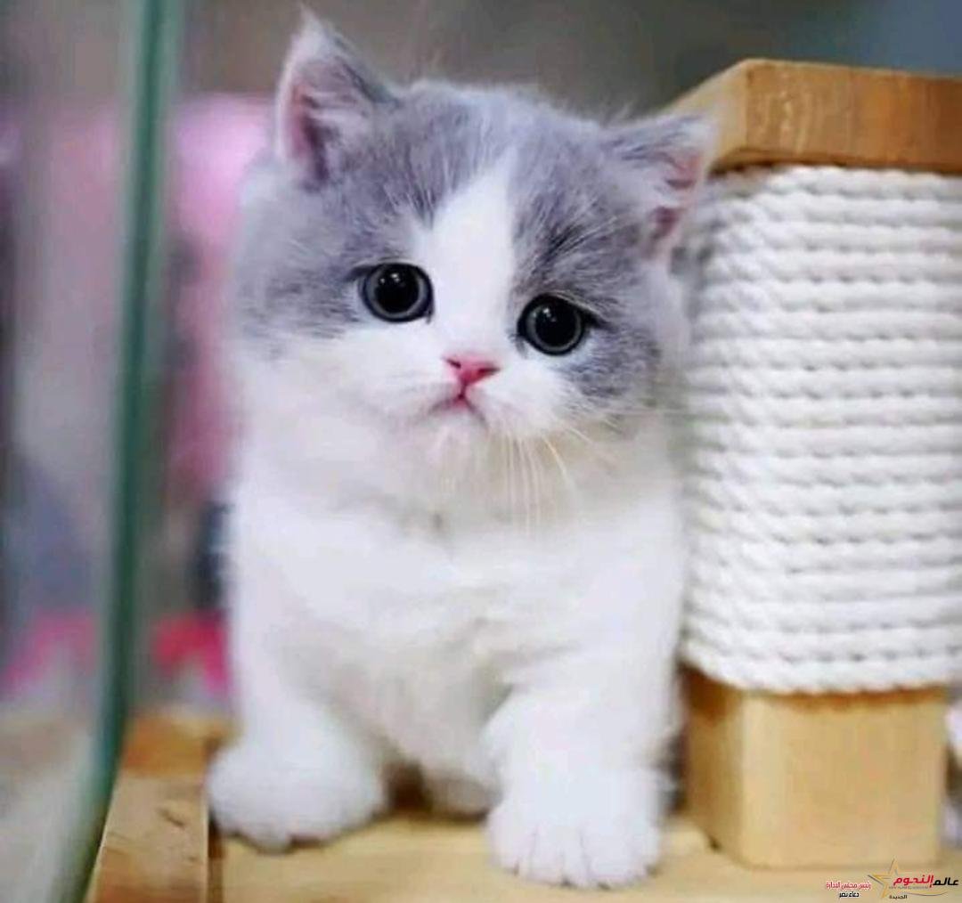 عمر ماهر يكتب: " مخصماك "... «رواية القناع» 