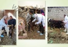 تحصين (١٣٨ ألف و ٨١٢) رأس ماشية خلال الأسبوع الثالث من الحملة القومية للتحصين ضد مرض الجلد العقدى وجدرى الأغنام