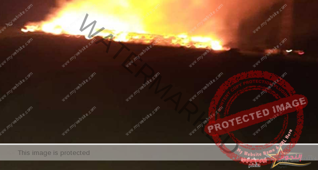 الحماية المدنية بالقاهرة تسيطر على حريق بأشجار «شبرا» مصر