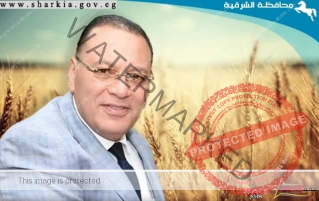 استمرار توافد محصول القمح على صوامع وشون محافظة الشرقية