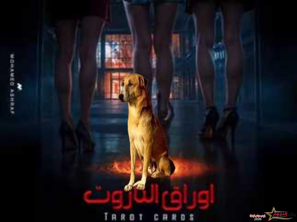 رانيا يوسف: "إشمعنى كلب الهرم يتكرم وكلب فيلم" أوراق التاروت "محدش عايز يكرمه؟