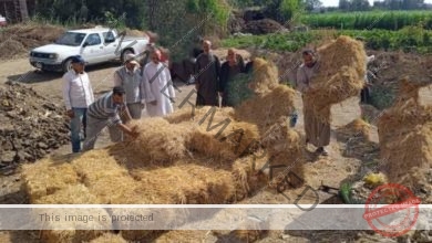 زراعة الشرقية تُنفذ مدرسة حقلية للنهوضبمحصول الأرز بمركزي الإبراهيمية وههيا