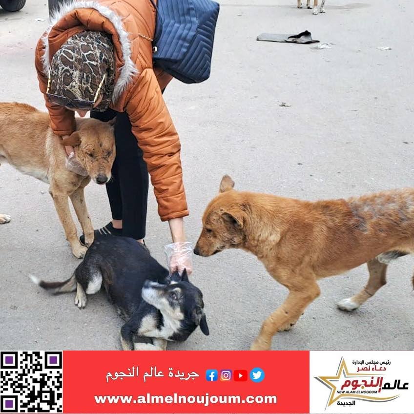 محافظ الإسكندرية يكلف مديرية الطب البيطري بتكثيف حملات تطعيم كلاب الشوارع ضد مرض السعار