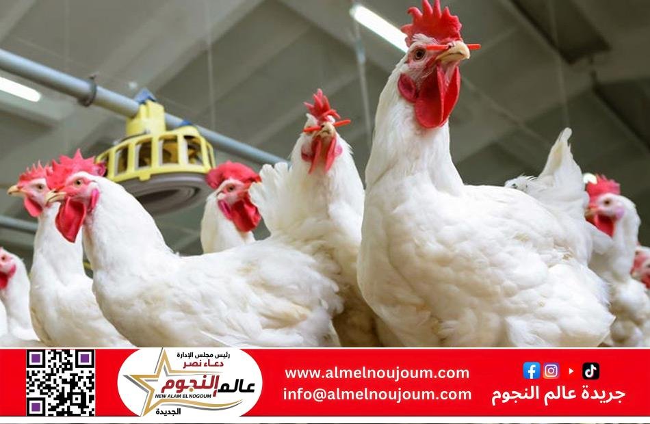 أسعار الفراخ اليوم السبت 12 أبريل 2025 في مطروح.. تراجع طفيف واستقرار ملحوظ بالأسواق