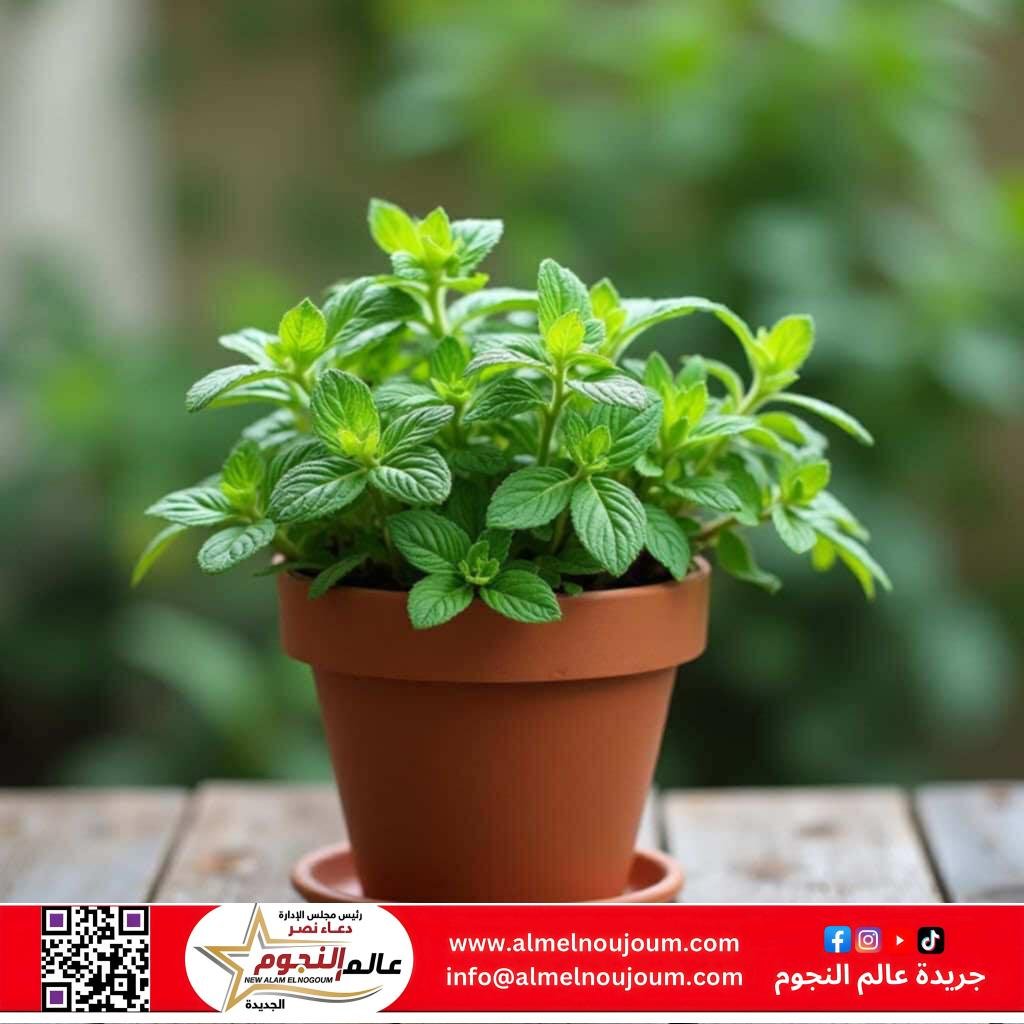 طريقة سهلة لزراعة النعناع في المنزل بخطوات بسيطة