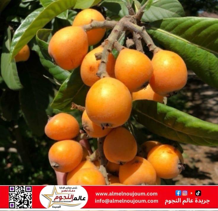 البشملة (الأسكيدنيا).. فاكهة ذهبية بفوائد مذهلة للصحة