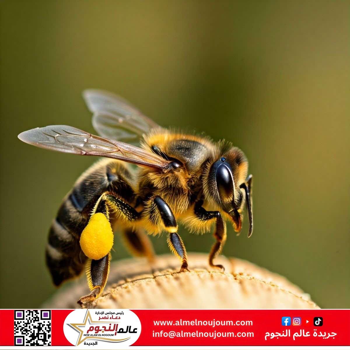 قصة "النحلة الكسولة".. للأطفال