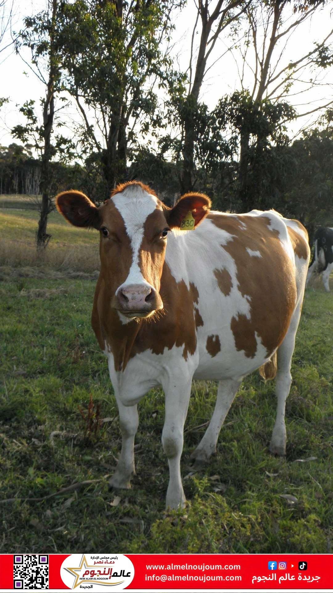 أسعار الأضاحي في عيد الأضحى 2025: ارتفاع طفيف واستقرار نسبي.. إليك القائمة الكاملة قبل الشراء