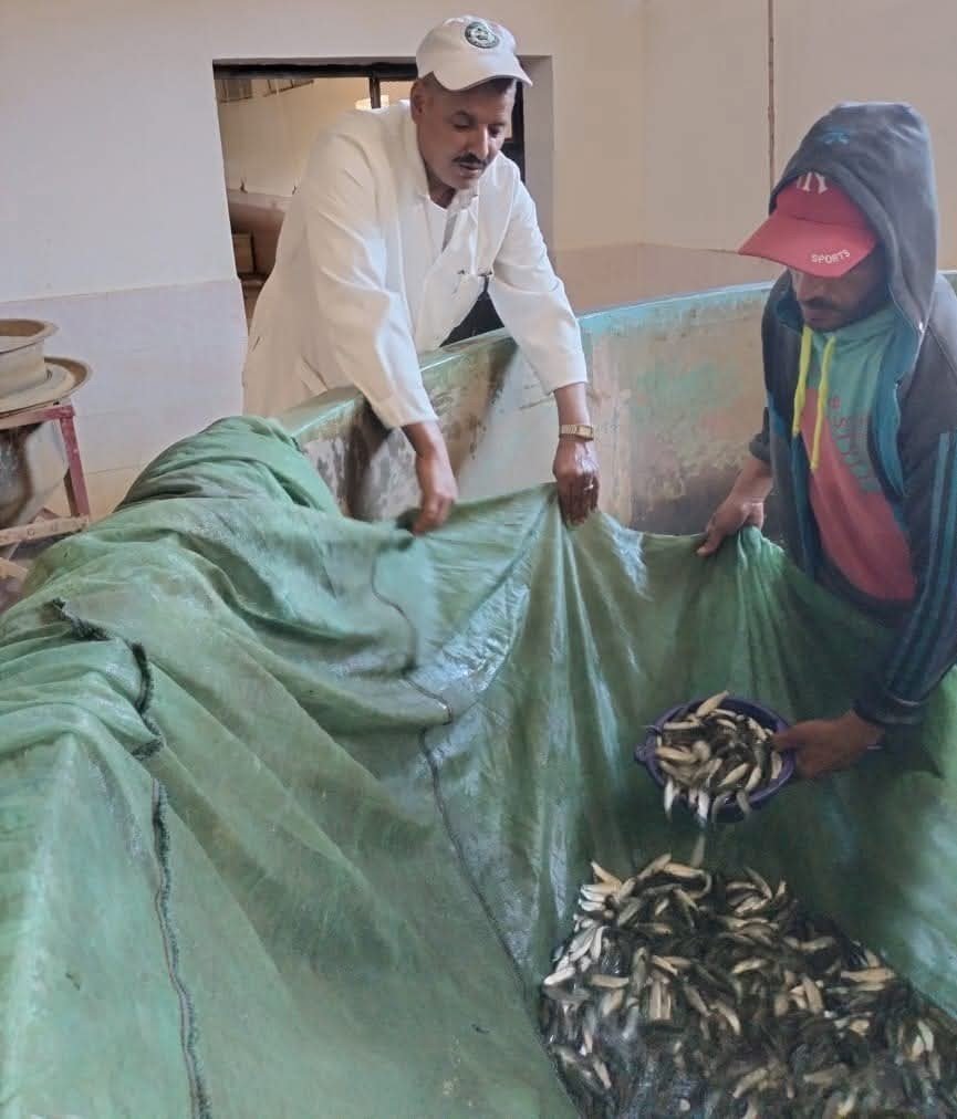 جهاز حماية وتنمية البحيرات والثروة السمكية يواصل تنفيذ خطة دعم وتنمية المخزون السمكي بالمصايد المصرية   
