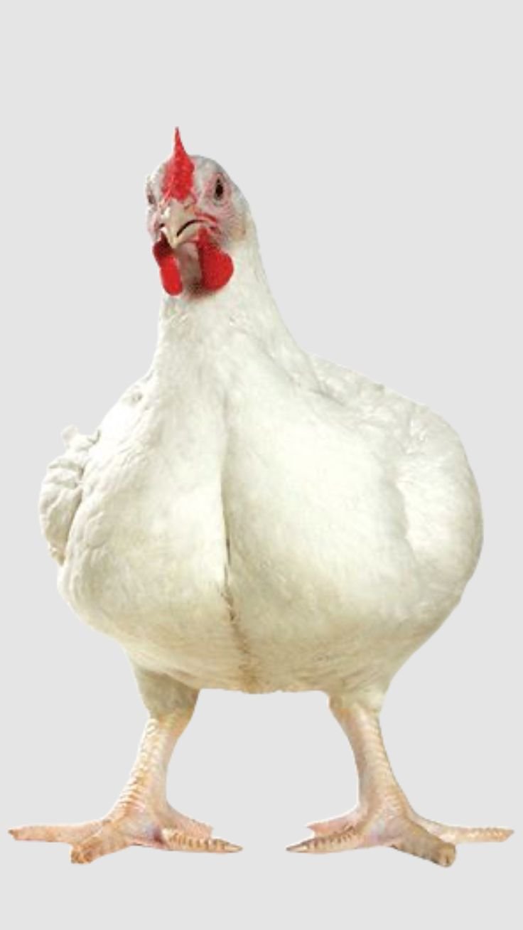 استقرار أسعار الدواجن في أسواق الإسكندرية اليوم السبت 27 سبتمبر 2025