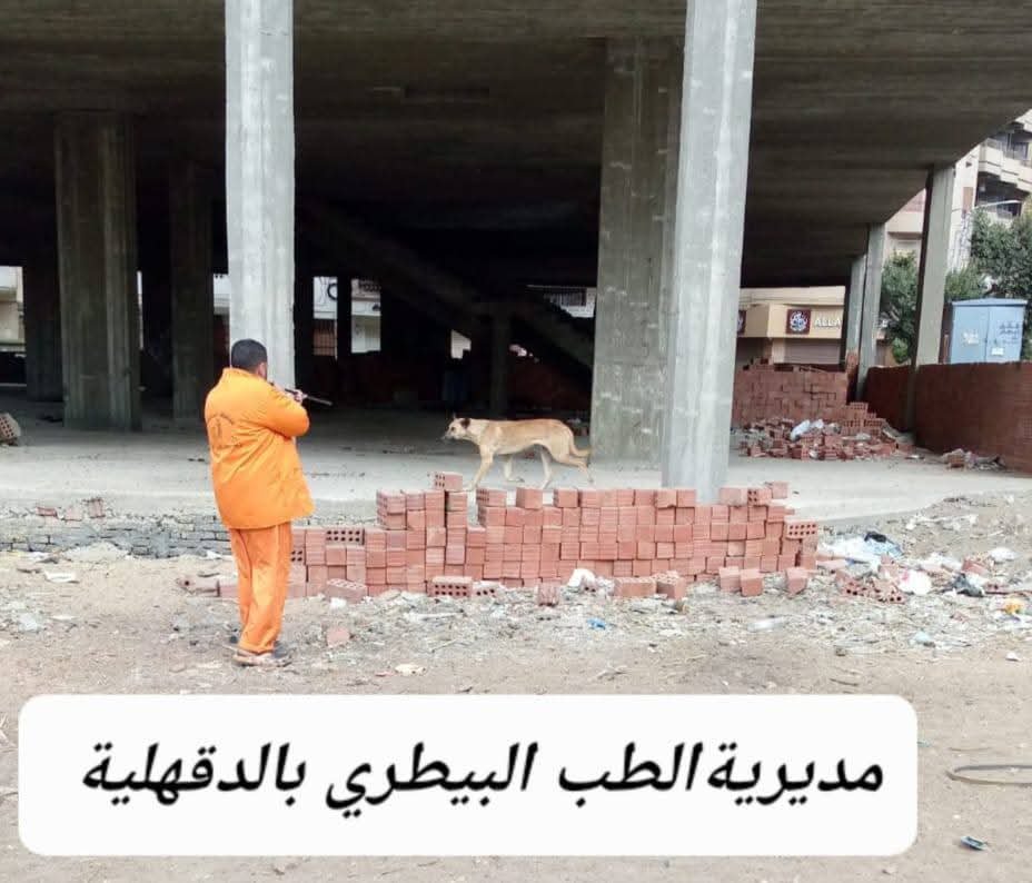 محافظ الدقهلية يتابع حملات مديرية الطب البيطري لتحصين الكلاب الحرة ضد مرض السعار