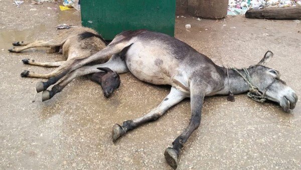 نجاة طفل من الموت ونفوق 3 دواب بسبب ماس كهربائي في البدرشين عقب الأمطار