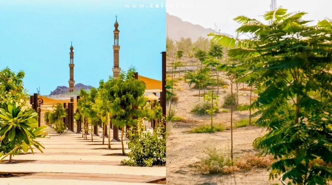 السعودية تزرع 60 ألف شجرة في المشاعر المقدسة لتلطيف الأجواء وتحسين تجربة الحجاج