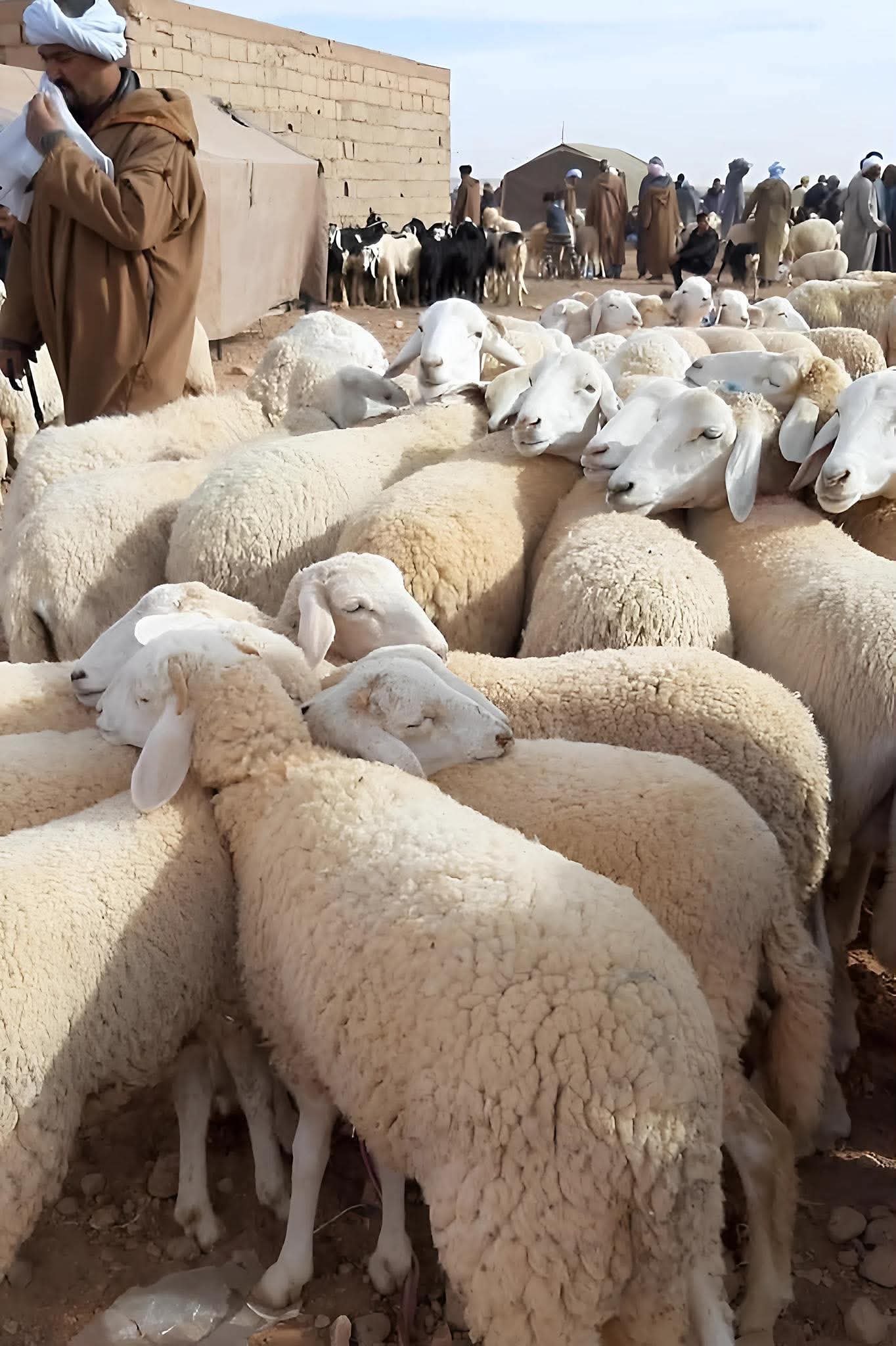 أحكام الأضحية 2026.. الشروط الشرعية ووقت الذبح والأخطاء التي يجب تجنبها في عيد الأضحى