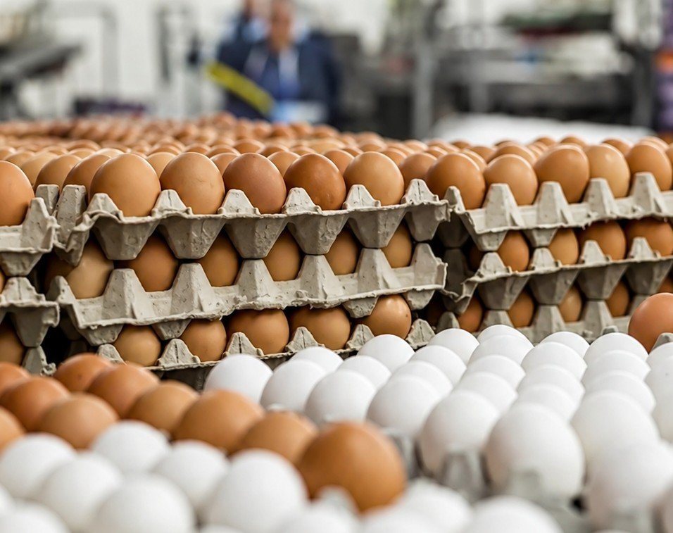 أزمة حادة في قطاع الدواجن.. خسائر المربين تصل إلى 50% بسبب انهيار أسعار بيض المائدة رغم ارتفاع تكلفة الإنتاج