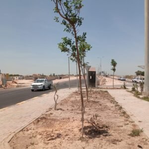 المبادرة الرئاسية لزراعة 100 مليون شجرة تتوسع في الإسكندرية.. تشجير الطرق والمدارس والمحاور الرئيسية ضمن المرحلة الرابعة 2 المبادرة الرئاسية لزراعة 100 مليون شجرة تتوسع في الإسكندرية.. تشجير الطرق والمدارس والمحاور الرئيسية ضمن المرحلة الرابعة