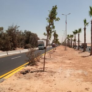 المبادرة الرئاسية لزراعة 100 مليون شجرة تتوسع في الإسكندرية.. تشجير الطرق والمدارس والمحاور الرئيسية ضمن المرحلة الرابعة 3 المبادرة الرئاسية لزراعة 100 مليون شجرة تتوسع في الإسكندرية.. تشجير الطرق والمدارس والمحاور الرئيسية ضمن المرحلة الرابعة