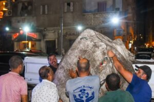 محافظ الإسكندرية يطلق حملة موسعة لمواجهة أوكار فرز المخلفات العشوائية وتعزيز الانضباط بالشوارع