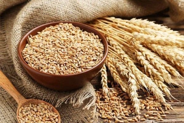 إنتاج القمح في مصر يتصدر عربيًا بـ10.2 ملايين طن خلال 2026