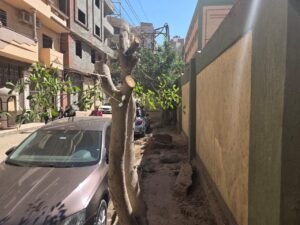 حبس 3 متهمين في واقعة مذبحة الأشجار بالمحلة 4 أيام على ذمة التحقيقات