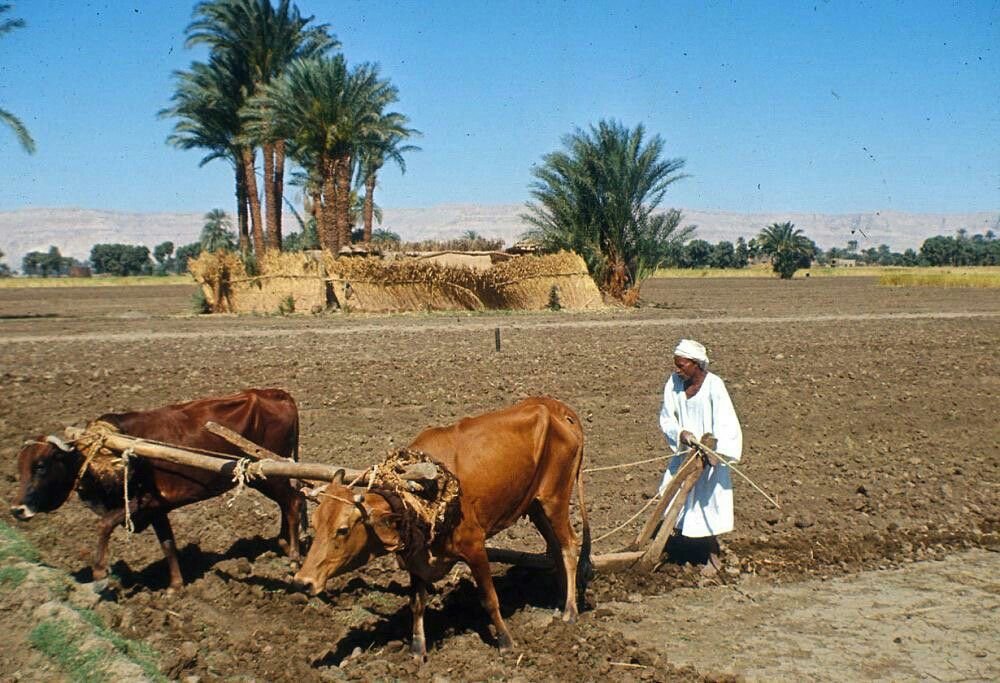 محافظ الإسكندرية يهنئ فلاحى مصر بعيد الفلاح ويؤكد: الزراعة ركيزة أساسية للأمن الغذائي ودعم الاقتصاد الوطني