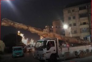 ضبط سيارة جامبو محملة بأخشاب وأشجار كافور معمرة بالدقهلية وإحالة السائق للنيابة العامة 2 ضبط سيارة جامبو محملة بأخشاب وأشجار كافور معمرة بالدقهلية وإحالة السائق للنيابة العامة