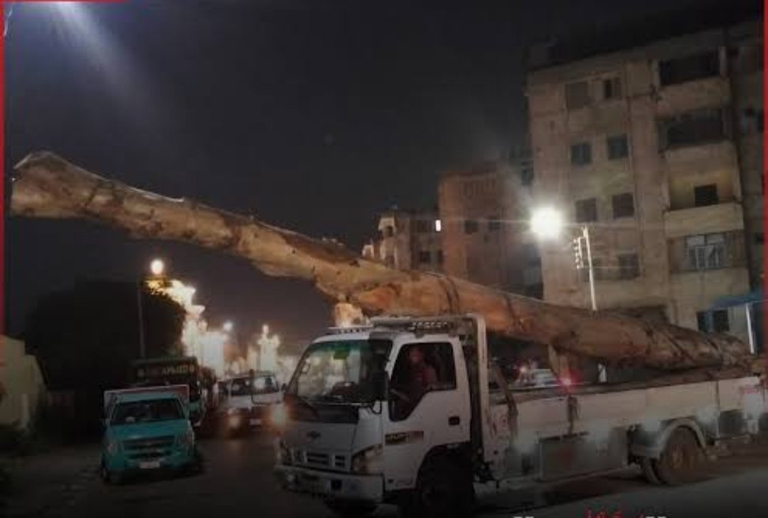 ضبط سيارة جامبو محملة بأخشاب وأشجار كافور معمرة بالدقهلية وإحالة السائق للنيابة العامة