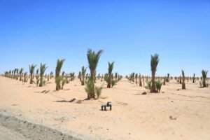 وزيرة التنمية المحلية ومحافظة الوادي الجديد تضعان حجر أساس المجمع الرائد لصناعات التمور بالفرافرة